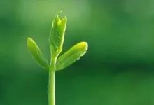 26 脱鞋之家-橄榄树