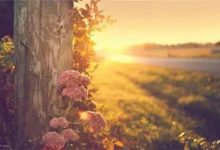 3-5 舍己与献己-橄榄树