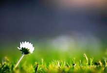 10 塑造品格的意义-橄榄树