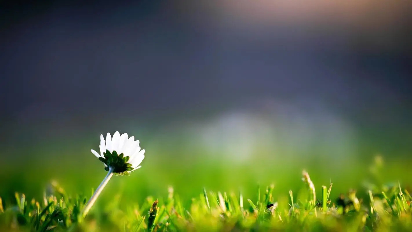 10 塑造品格的意义-橄榄树