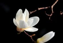 12 怎样获得无罪的品格（上）-橄榄树