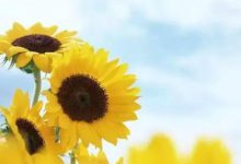 08 义人的口-橄榄树