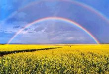 05.地上鲜花天上彩虹-橄榄树