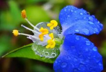 第06讲 勉言与结语-橄榄树