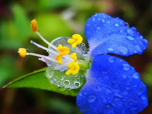 第06讲 勉言与结语-橄榄树