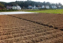 7 土浅石头地-橄榄树