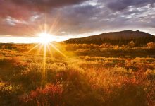 36.义的完全-橄榄树