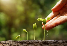 23.基督徒成长圣化的经验-橄榄树