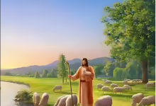 78.雅歌书-橄榄树