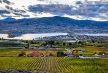 85.末时代的余民生活-橄榄树