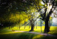 111.照亮黑暗世界的光-橄榄树