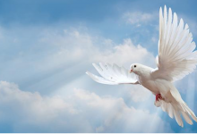 157.另一位保惠师-橄榄树