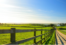 134.到路上和篱笆那里-橄榄树