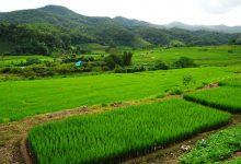 147.正确的福音观念和见证-橄榄树