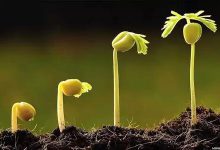 160.重生的过程-橄榄树