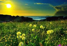 200.献身与信靠-橄榄树